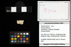 Foto (Objekt + Etiketten) von Goniodromites sp. 